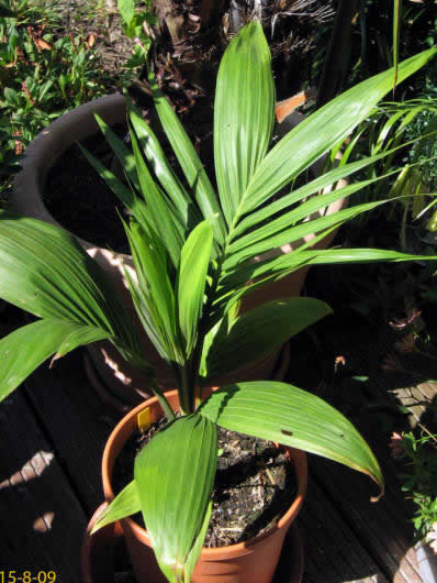 Archontophoenix alexandrae
